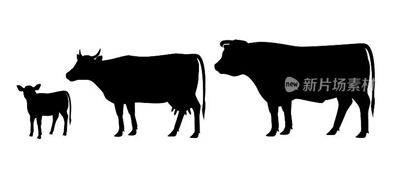 Vector illustration of bull, cow and calf.